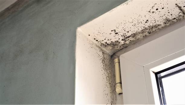 Mold Documentation for Insurance Claims