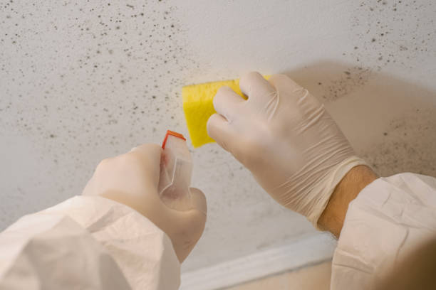 Reliable Conesus Lake, NY Mold Removal Solutions